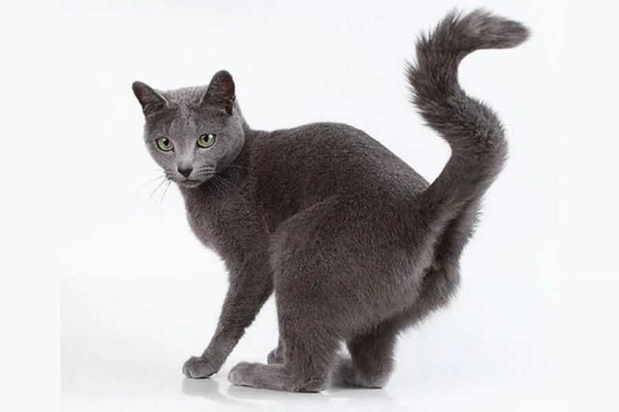 Кот метит людей. Кот с хвостом. худой серый кот. кот метит.
