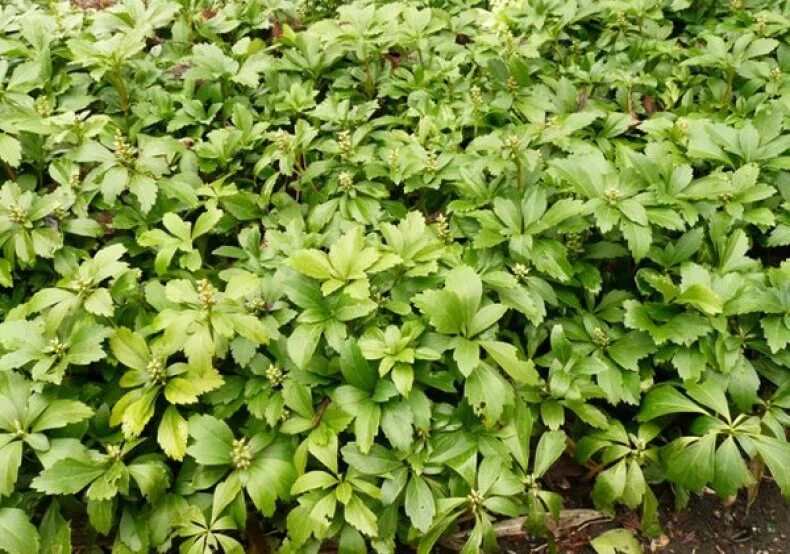 File:Pachysandra terminalis Green Carpet 1zz.jpg - Wikimedia Commons