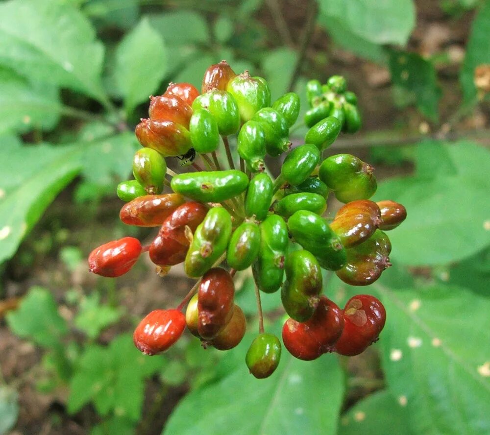 Женьшень что это. Panax Ginseng. Женьшень Panax. Жень Шень обыкновенный. Женьшень цветет.