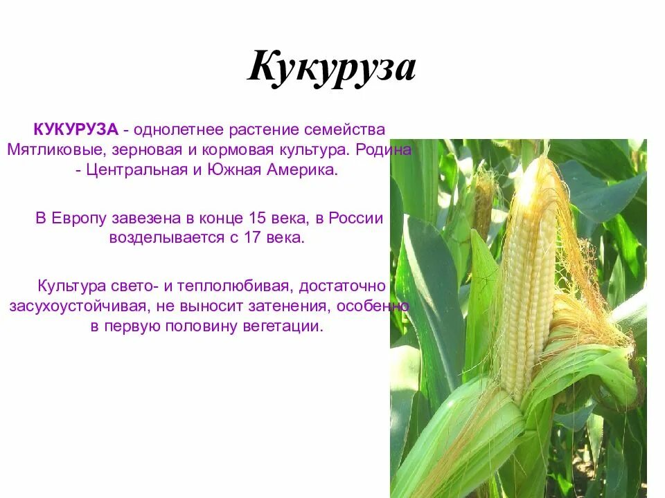 Какое растение кукуруза. Кукуруза описание растения 2 класс. кукуруза культурное растение доклад. сообщение о кукурузе. описание культурного растения кукуруза.