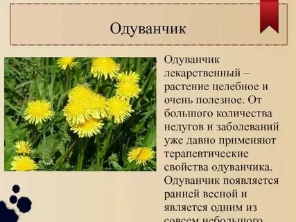 Систематическая группа растений одуванчик