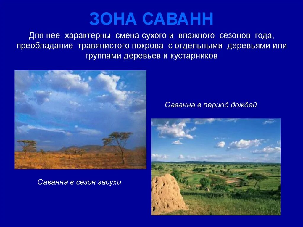 Саванна это природная зона. Презентация на тему Саванна. Природная зона в сванны. Саванна это в географии. В какой из указанных природных зон саванны