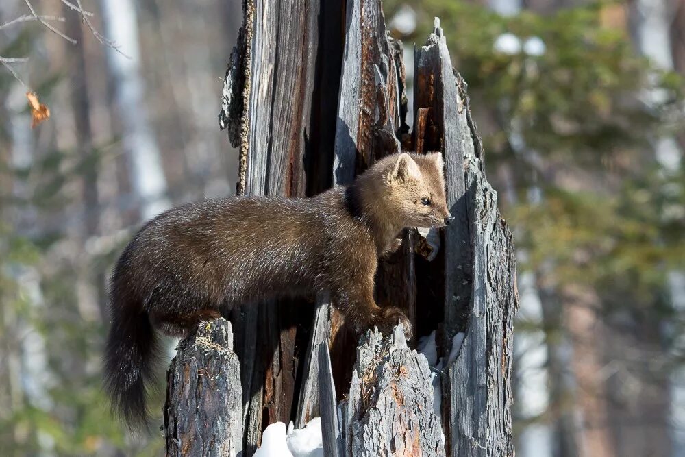 Баргузинский заповедник соболь. Баргузинский соболь. Жители баргузинского заповедника. Соболь в алтайском заповеднике. Витимский заповедник животный мир.