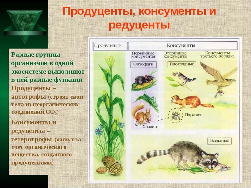 Какие функции выполняют разные