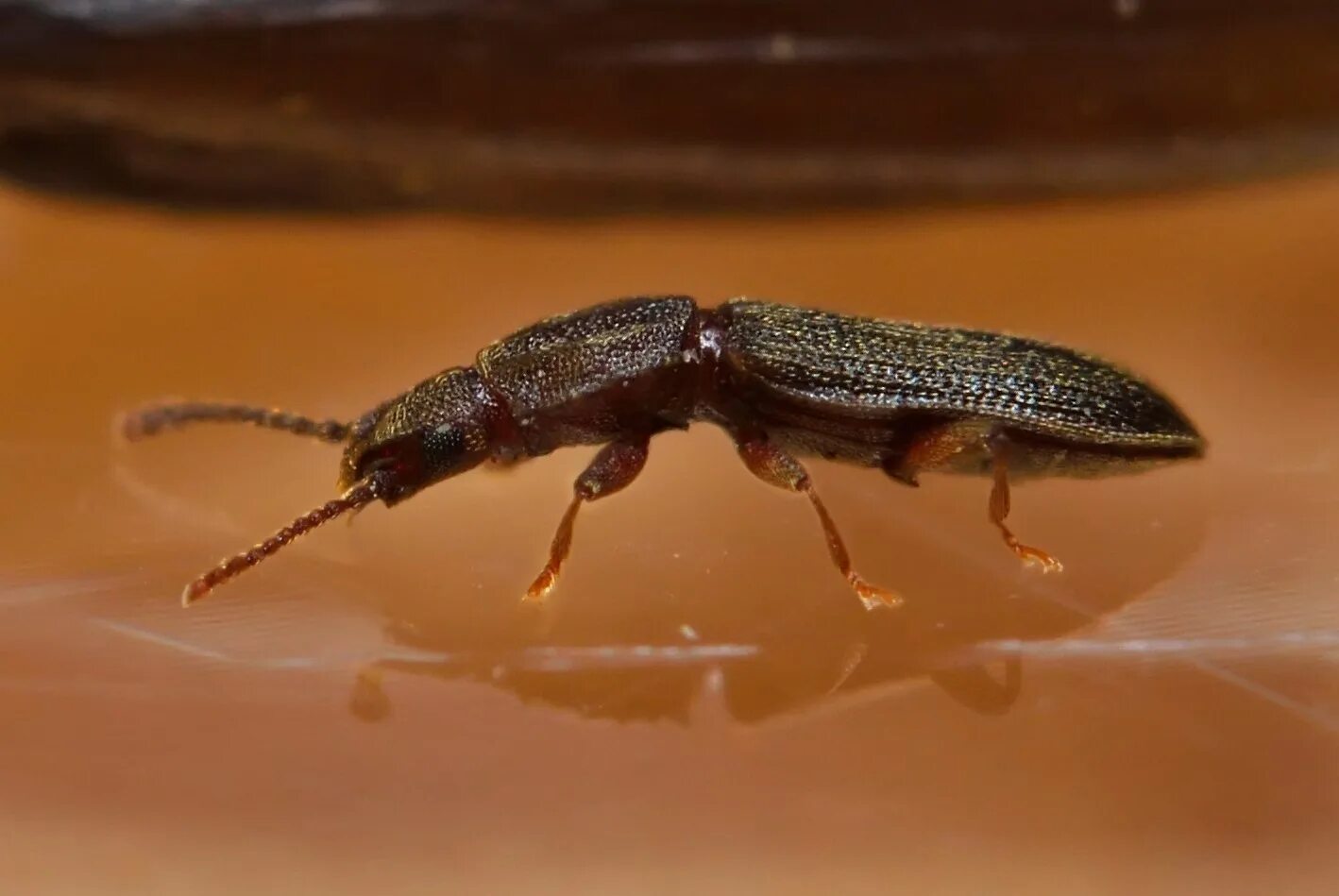 Рыжий мукоед. Суринамский мукоед. oryzaephilus surinamensis. суринамский жук. короткоусый мукоед.