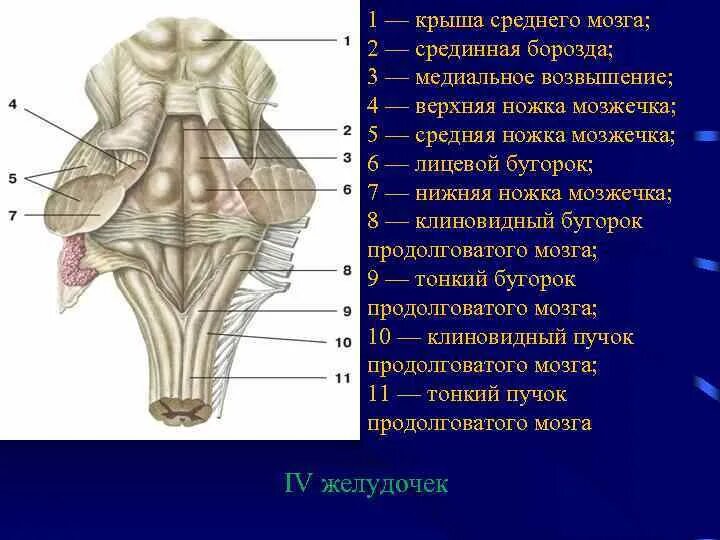 Крыша среднего мозга (пластинка четверохолмия). Наружное строение среднего мозга анатомия. Строение продолговатого и среднего мозга. Пластинка крыши среднего мозга латынь.