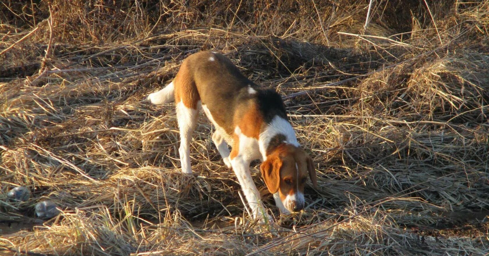 Натаска охотничьих собак эстонская гончая. Эстонская гончая и бигль. Охотничий инстинкт у собаки. Русская гончая спаниель. Подружейные охотничьи собаки.