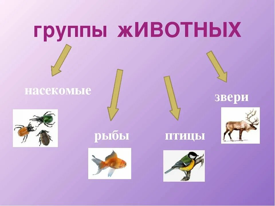 Вид животных 3 класс окружающий. Группы животных. На какие группы делятся животные. Группы дивотных1 класс. Группы животных 1 класс.