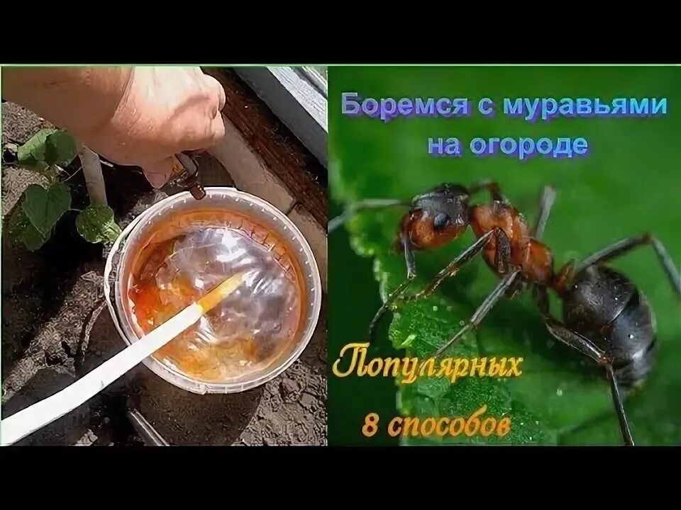 Как избавиться от муравьев на улице. Как избавиться от муравьев на улице