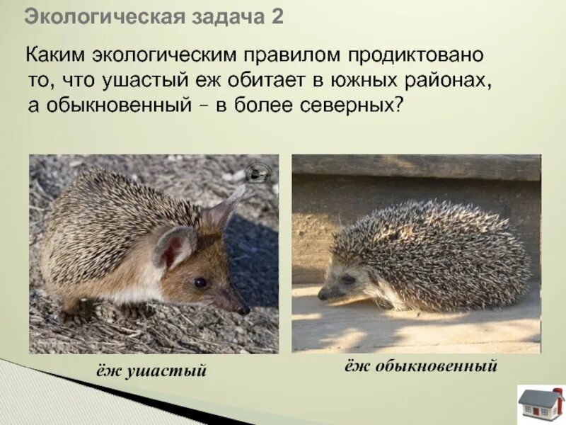 Приспособленность ежа. Абиотические факторы среды ежик. приспособленность ежа обыкновенного. абиотические факторы ежа обыкновенного. обыкновенный ёж приспособленность.