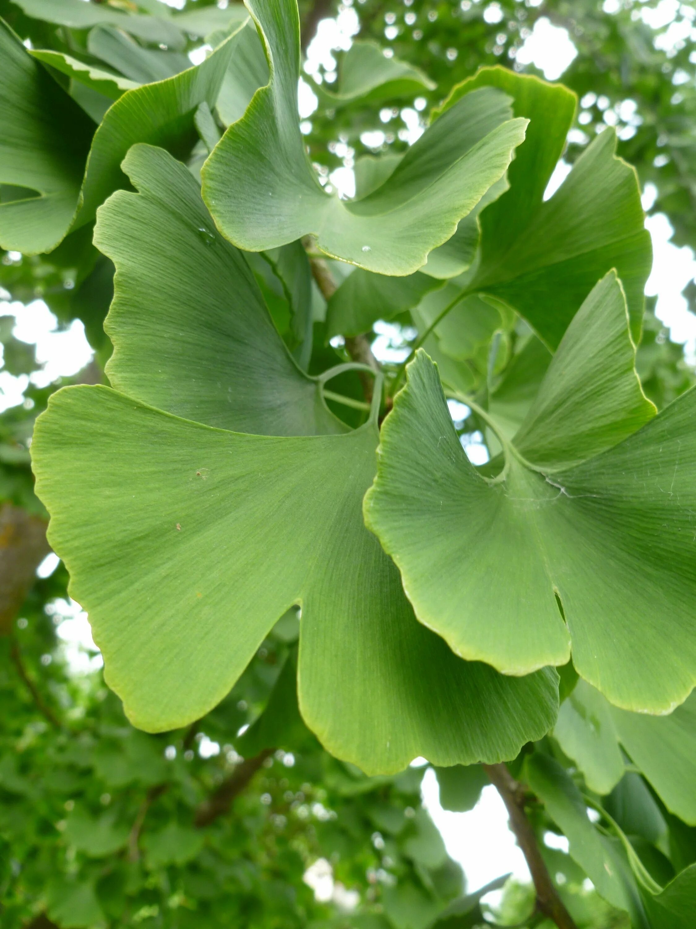 Гинкго хвойное. Гинкго двулопастный (Ginkgo Biloba). Гинкго билоба дерево. Гинкго двухлопастной (Gingko Biloba"). Гинкго Шишкоягоды.