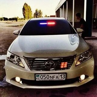Сомон тч собака