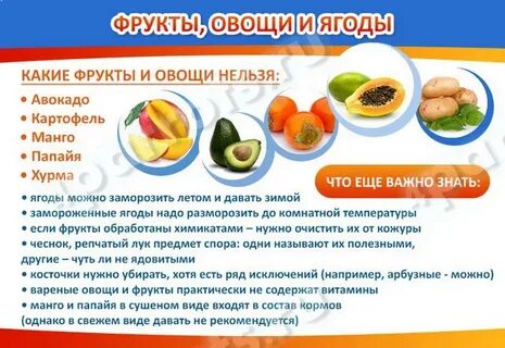 Какие фрукты можно давать волнистым попугаям