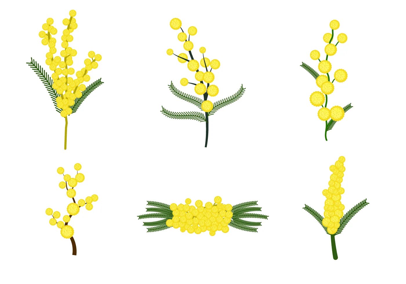 веточка мимозы ватными палочками. ветка мимозы раскраска. мимоза контур. шаблон мимозы для аппликации. мимоза раскраска для детей.