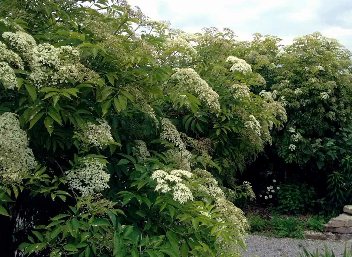 Бузина акация. Цвет бузины и акации. Бузина канадская (sambucus canadensis). Кустарники башкирии. Sambucus nigra.