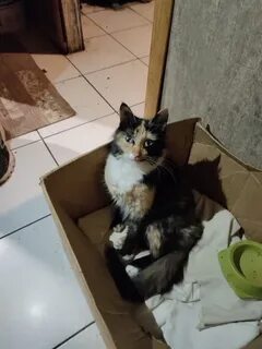 Котик разбор