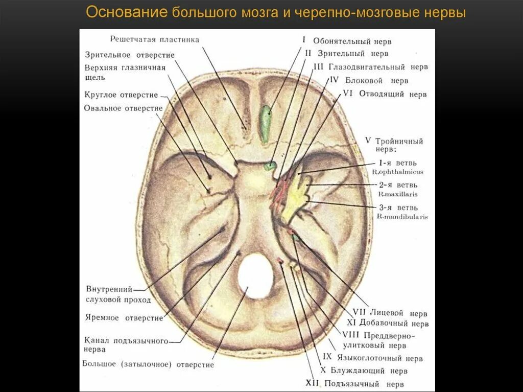 Нервы основания черепа. 12 пар черепных нервов отверстия. места выхода черепных нервов и отверстия. выходы 12 пар черепных нервов на черепе. 12 пар черепно мозговых нервов основание черепа.