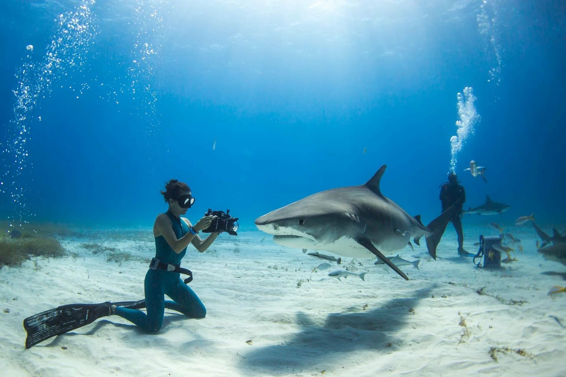 В каком океане акулы встречаются только летом. Акула нянька на Мальдивах. Акулий остров Фуджейра. Фуджейра рифовые акулы. Китовая акула на Мальдивах.