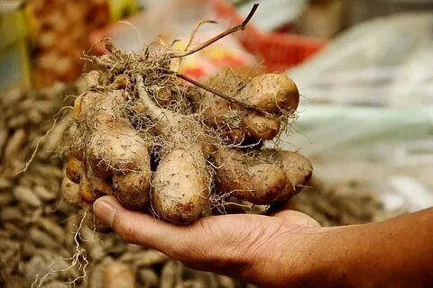 Комнатные растения с клубнями