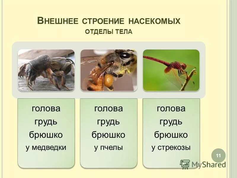 Внешнее строение насекомых таблица. Особенности строения насекомых. Внешнее строение насекомых таблица 7 класс. Внешнее строение насекомых таблица 7 класс. Таблица по внутреннему строению насекомых.
