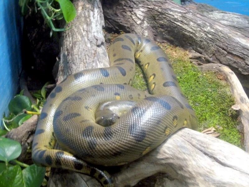 Anaconda c