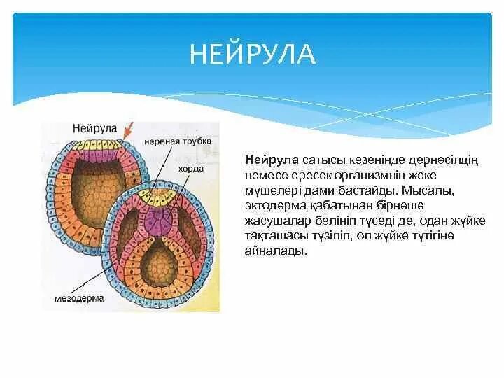 Нейрула какая стадия. Строение нейрулы биология. Гистогенез нейрула. Эктодерма нейрула. Онтогенез строение нейрулы.