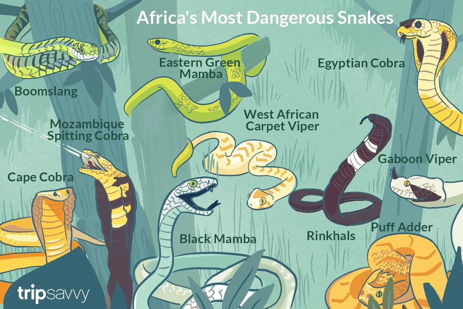 Африканские змеи ядовитые. Змеи Африки. Бумсланг ядовитая змея. Виды змей в Африке. She is snake