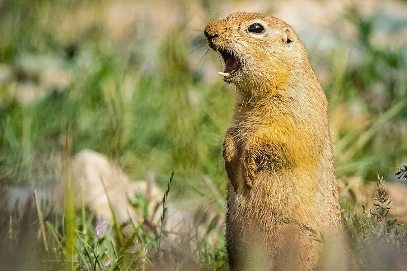 животные средней полосы суслик. длиннохвостые суслики чукотка. суслик презентация. самые милые суслики. имуранка.