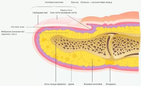 Значение кожи и ее строение тест. Строение кожи ногтя. Ноготь в разрезе анатомия.