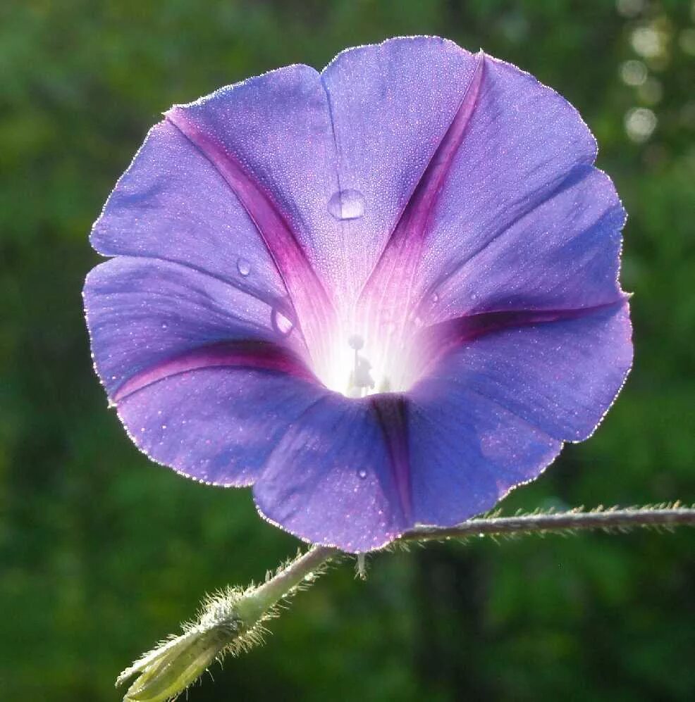 ипомея пурпурная. ипомея фарбитис. ипомея пурпурная. вьюнок ипомея пурпуровая. ипомея пурпурная смесь.