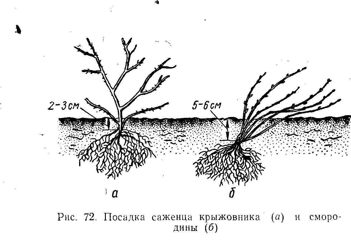 Смородина как сажать