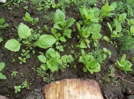 Саженец астры