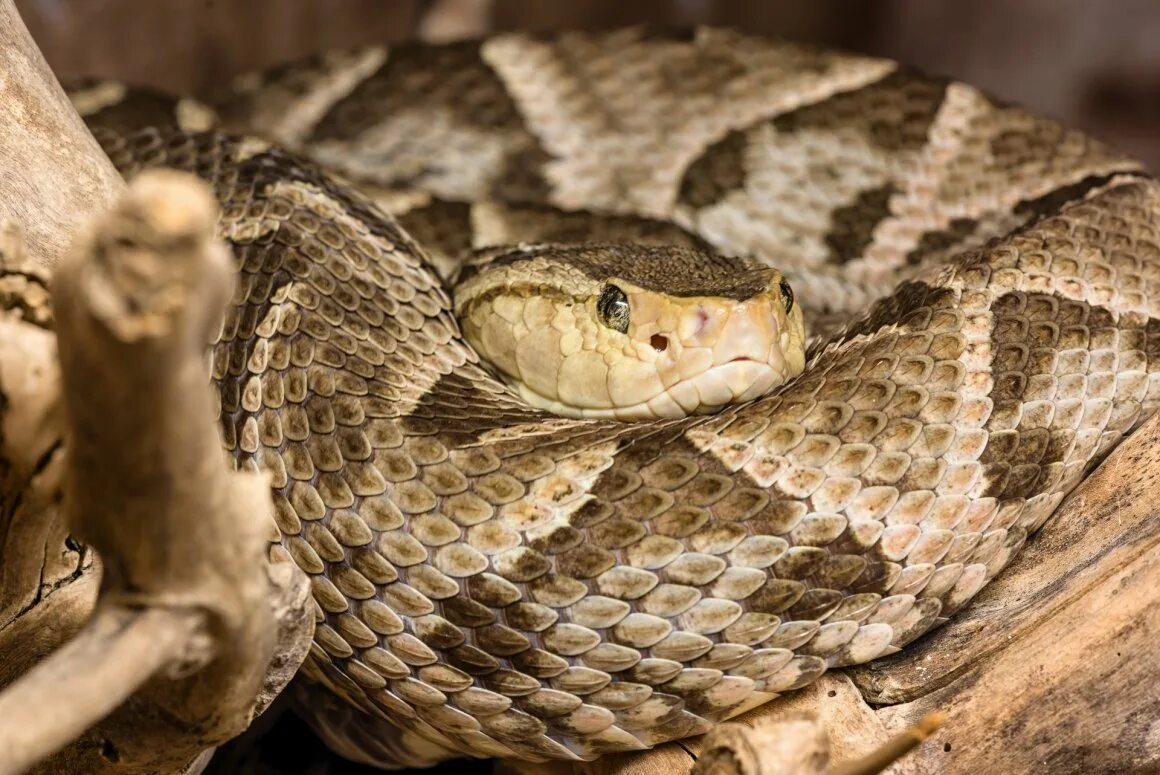 Кайсака лабария. Гадюка ботропс. Кайсака лабария. Змея ботропс. Островной ботропс кеймада гранди.