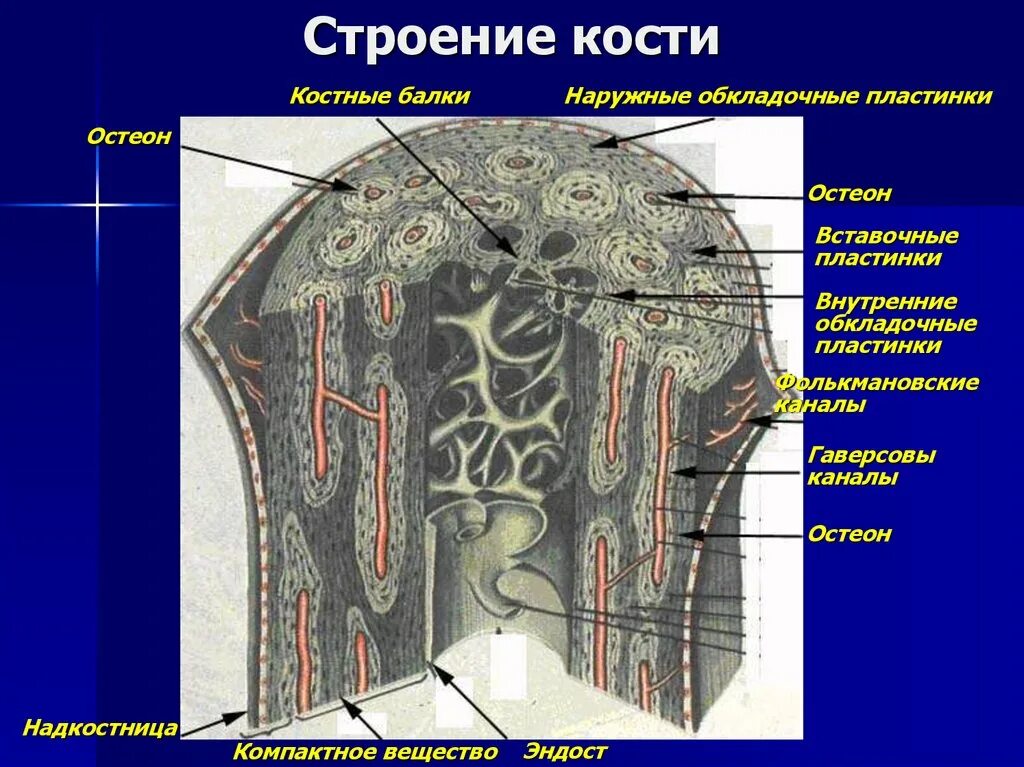 Расположение и строение костной ткани Костное формирование