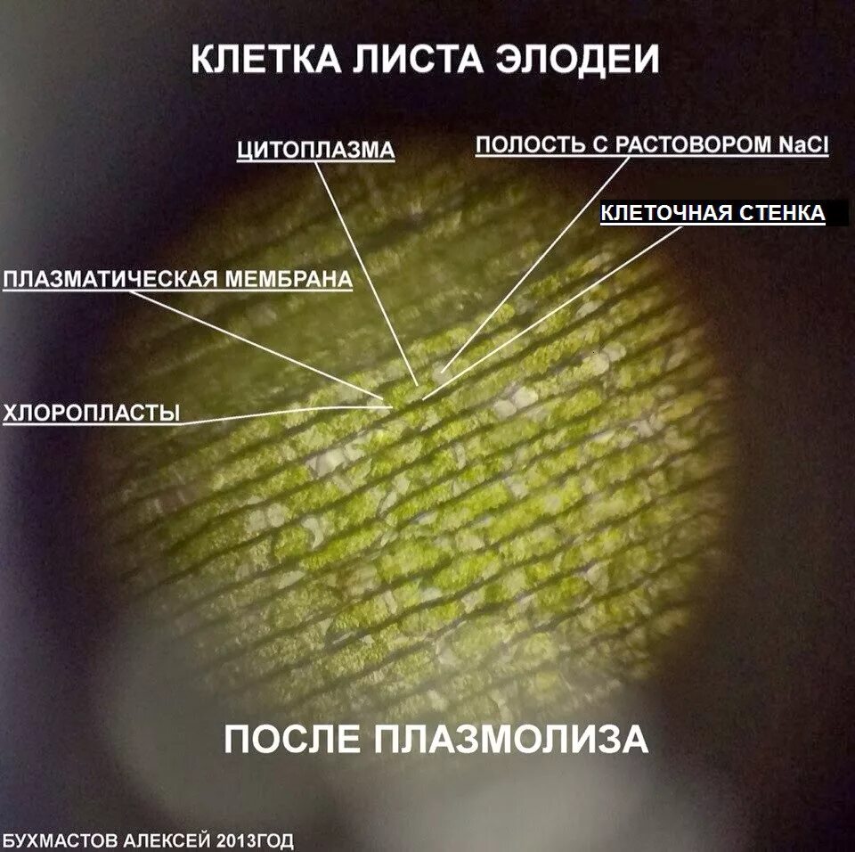 Плазмолиз листа элодеи. Плазмолиз в клетках листа элодеи. явление плазмолиза в клетках листа элодеи. явление деплазмолиза в клетках листа элодеи. клетки листа элодеи.