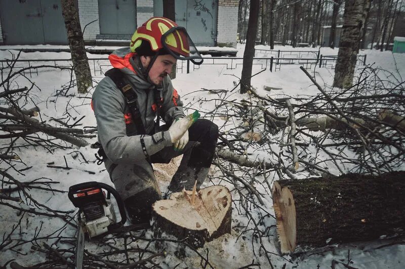 Нужно вывести из леса 35 бревен. Спил деревьев Калуга. Спил опасных деревьев новая Ладога. ООО удаление-деревьев.ру.