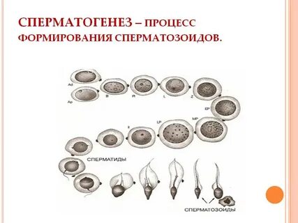 Процесс спермия