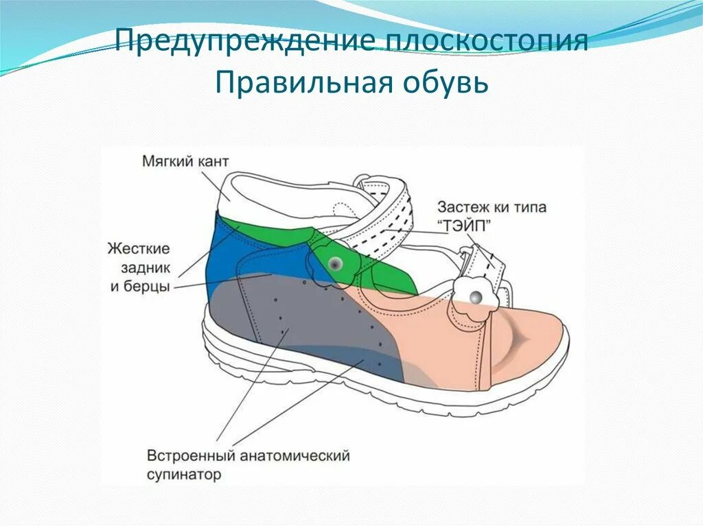 Нога имеет плоскую ползательную подошву