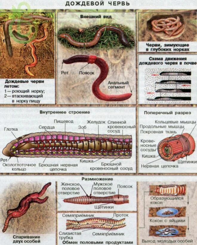 Строение и жизнедеятельность червей. Тип кольчатые черви строение систем. Тип кольчатые черви внутреннее строение. Тип кольчатые черви схема. Кольчатые черви дождевой червь класс.