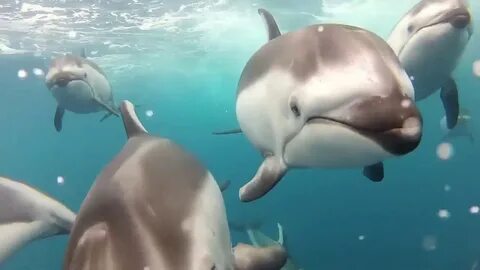 Музыка дельфины видео