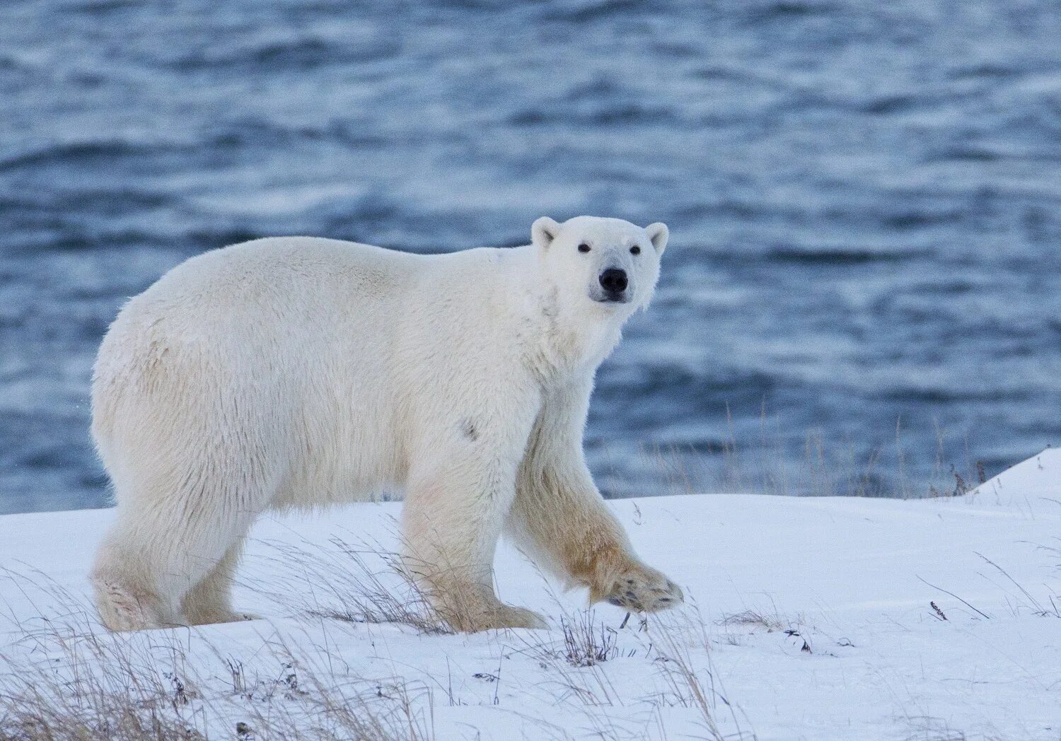 Белый вид. Белый медведь чукотско-Аляскинская популяция. Белый медведь на Чукотке. Берингия белый медведь. Белый медведь WWF.