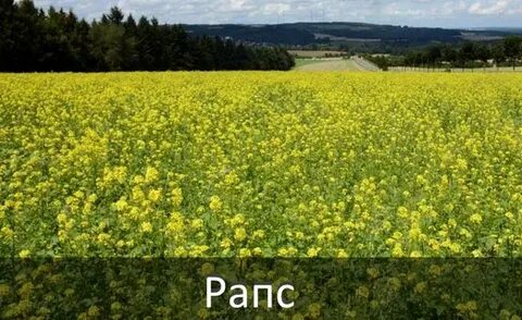 Озимый рапс когда сеять