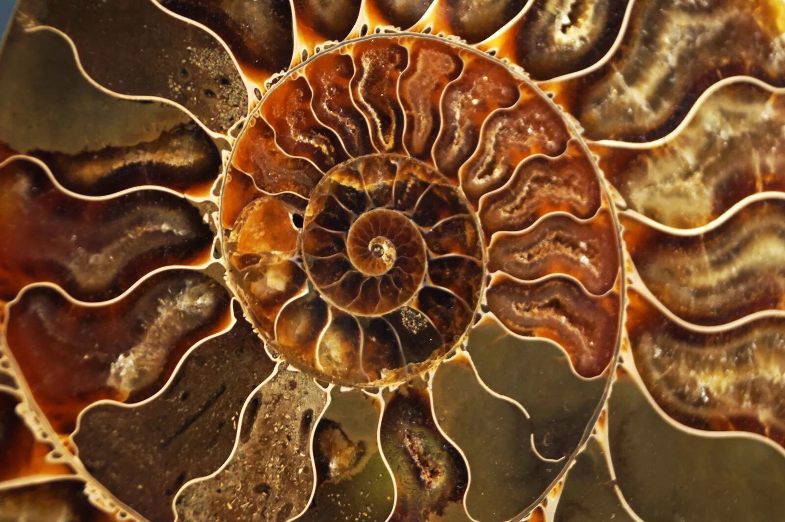 аммонит срез. аммонит в интерьере. срез аммонита. аммониты приэльбрусья. браслет с аммонитом.