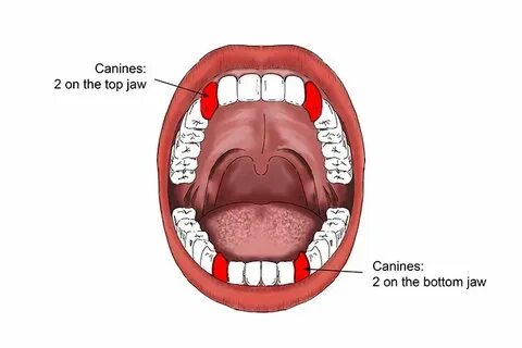Mouth but