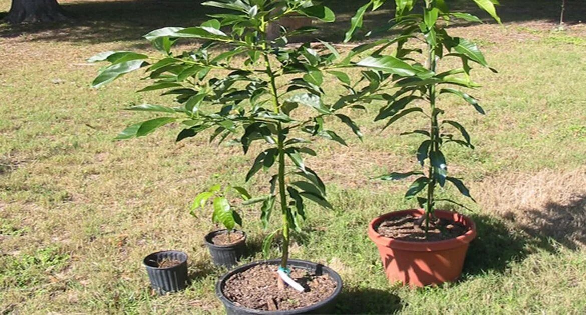 Нектарин из косточки в домашних условиях фото. Нектарин саженцы. Домашний персик дерево. Нектарин дерево из косточки. Нектарин дерево из косточки.