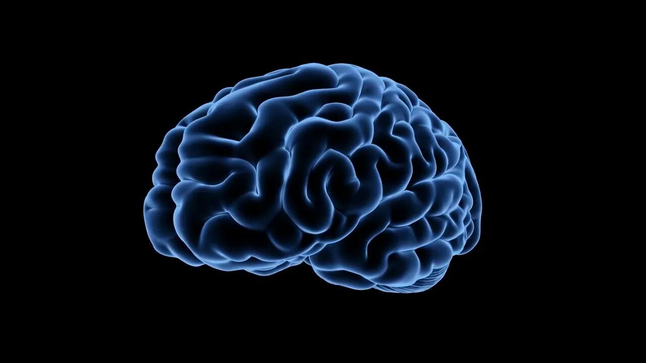 The brain 12