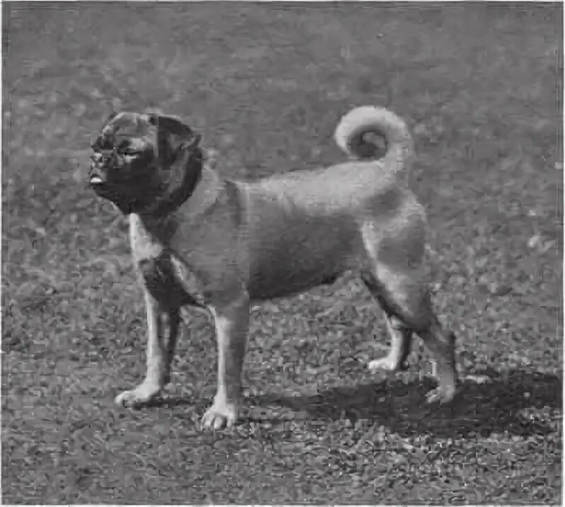 Как выглядели мопсы 200 лет назад Cómo Cambiaron Los PERROS EN 100 AÑOS 8 Razas Antes y Ahora YouTube