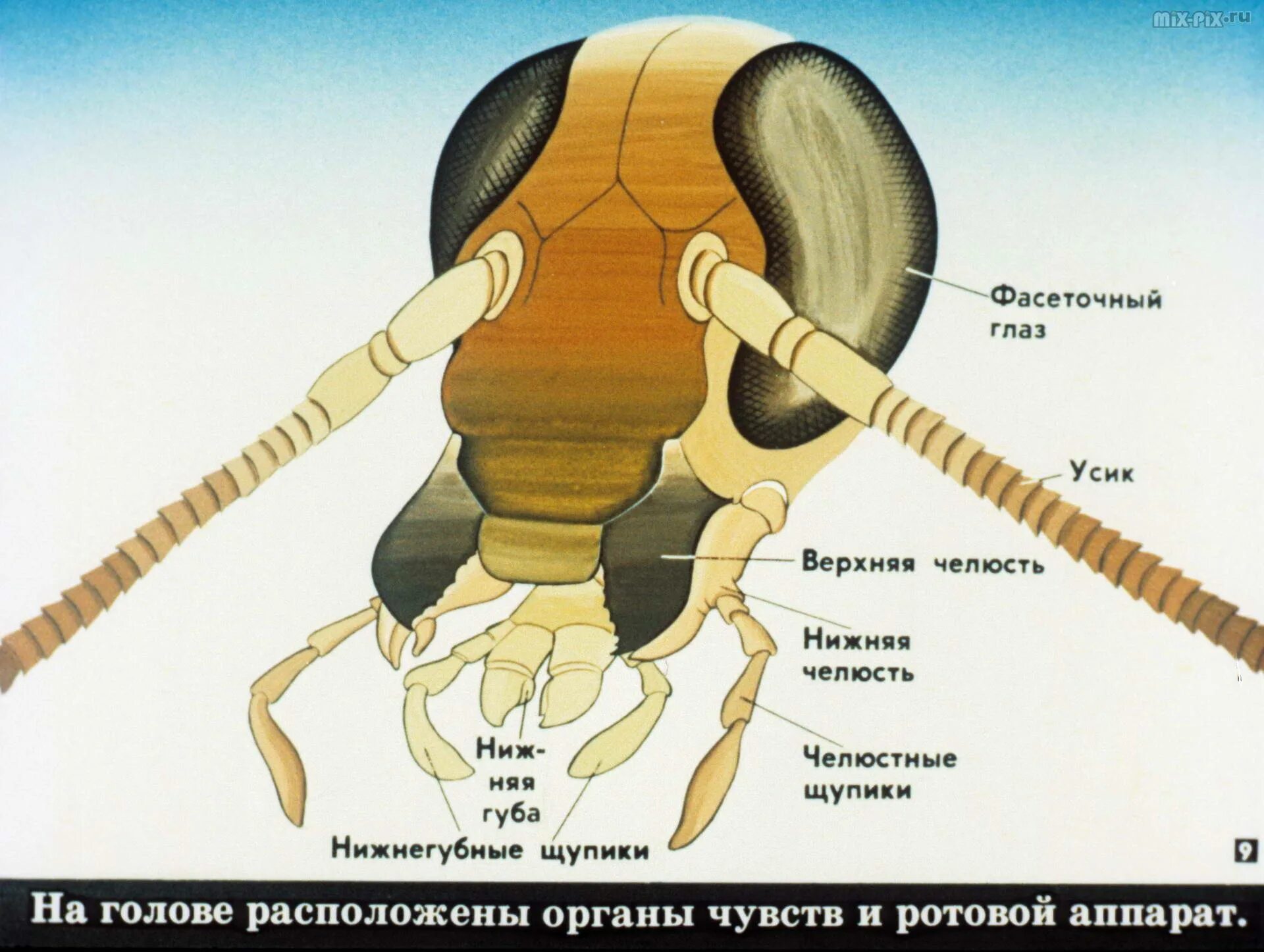 Строение головы насекомых. Строение ротового аппарата жука. строение ротового аппарата таракана. строение ротового аппарата муравья. строение ротового аппарата жесткокрылых.