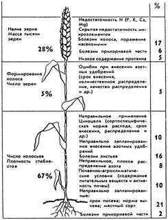 Формирование зерна