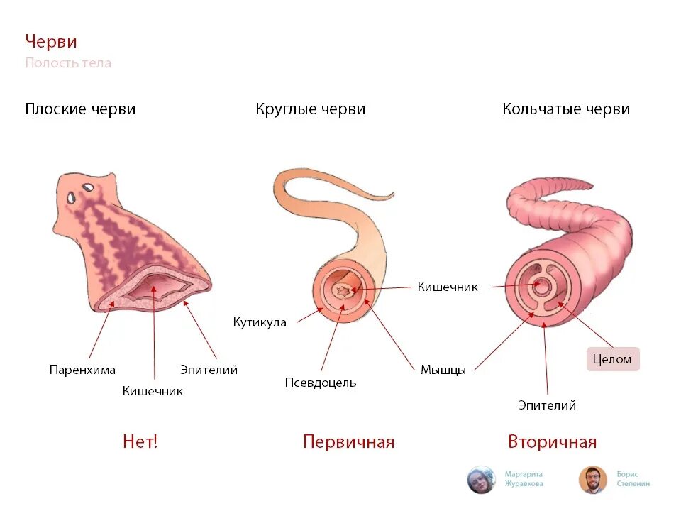 Наличие первичной полости тела у каких червей. Первичная полость тела онтогенез. Вторичная полость тела онтогенез. Полости тела червей. Полость тела круглых червей вторичная целом.